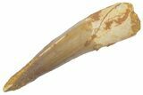 Fossil Spinosaurus Tooth - Real Dinosaur Tooth #222531-1